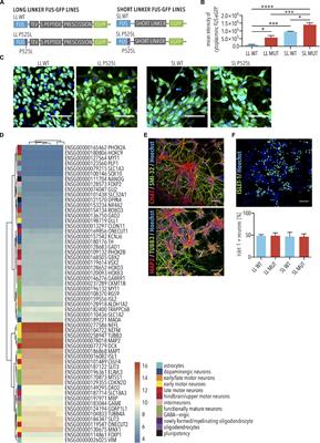 Viral Infections Exacerbate FUS-ALS Phenotypes in iPSC-Derived Spinal Neurons in a Virus Species-Specific Manner